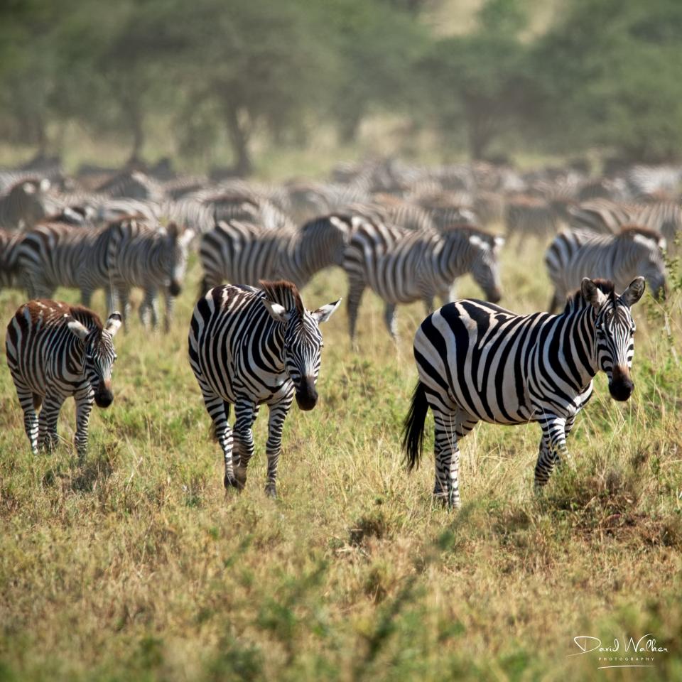 Plains Zebra (Equus quagga), Western Corridor