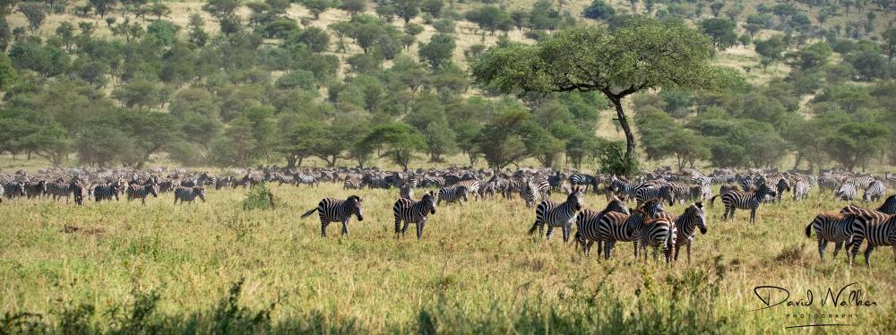 Migrating Plains Zebra (Equus quagga), Western Corridor