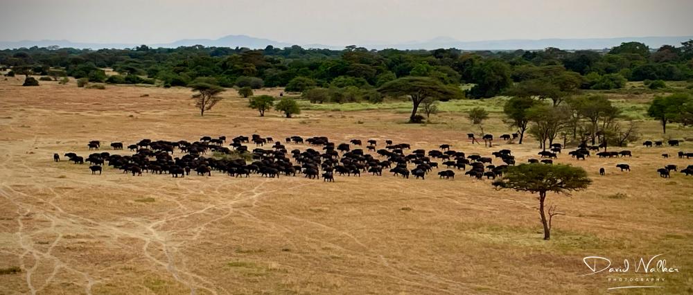 Herd of African Buffalo (Syncerus caffer) entering an open plain, Western Corridor