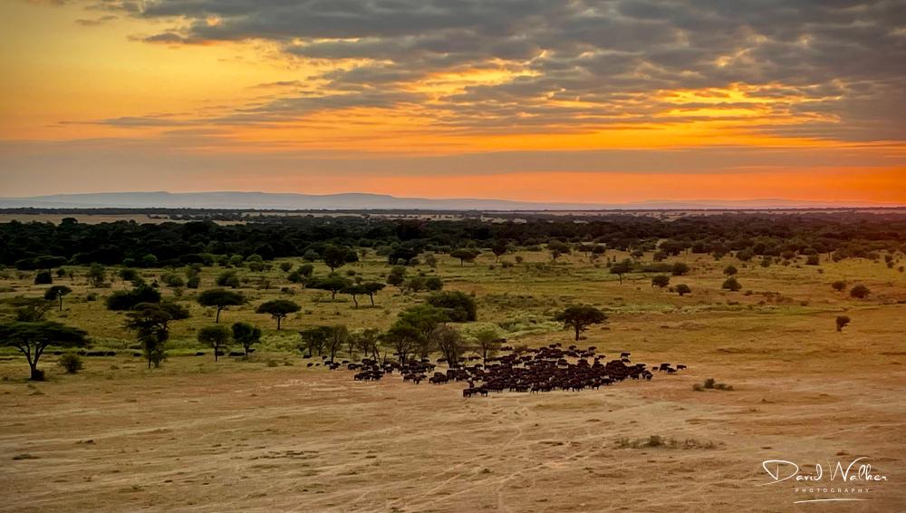 Herd of African Buffalo (Syncerus caffer) entering an open plain, Western Corridor