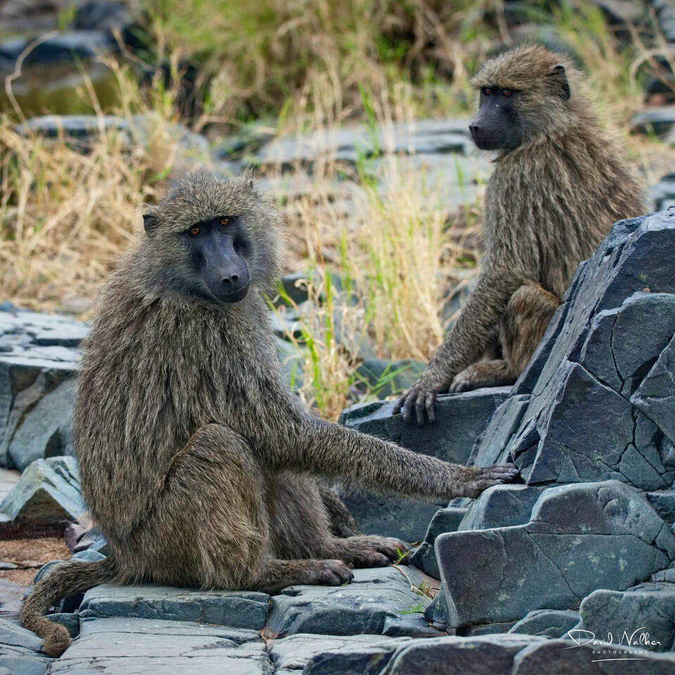Baboon (Papio anubis) at the ford across the Grumeti River, Western Corridor