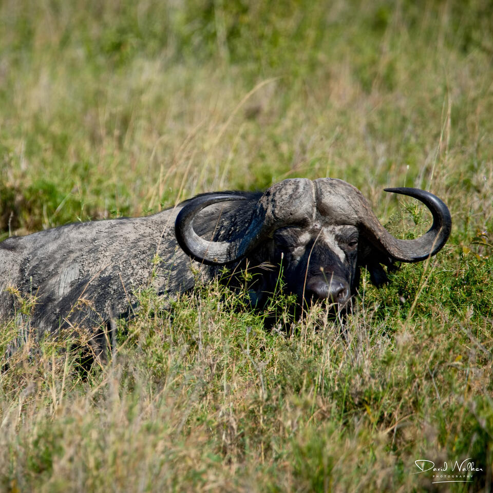 African Buffalo (Syncerus caffer), Western Corridor