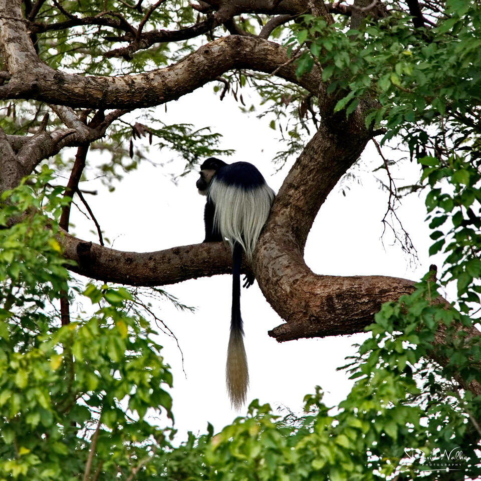 Colobus Monkey (Colobus guereza), Western Corridor