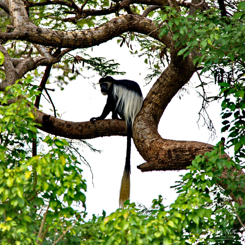 Colobus Monkey (Colobus guereza), Western Corridor
