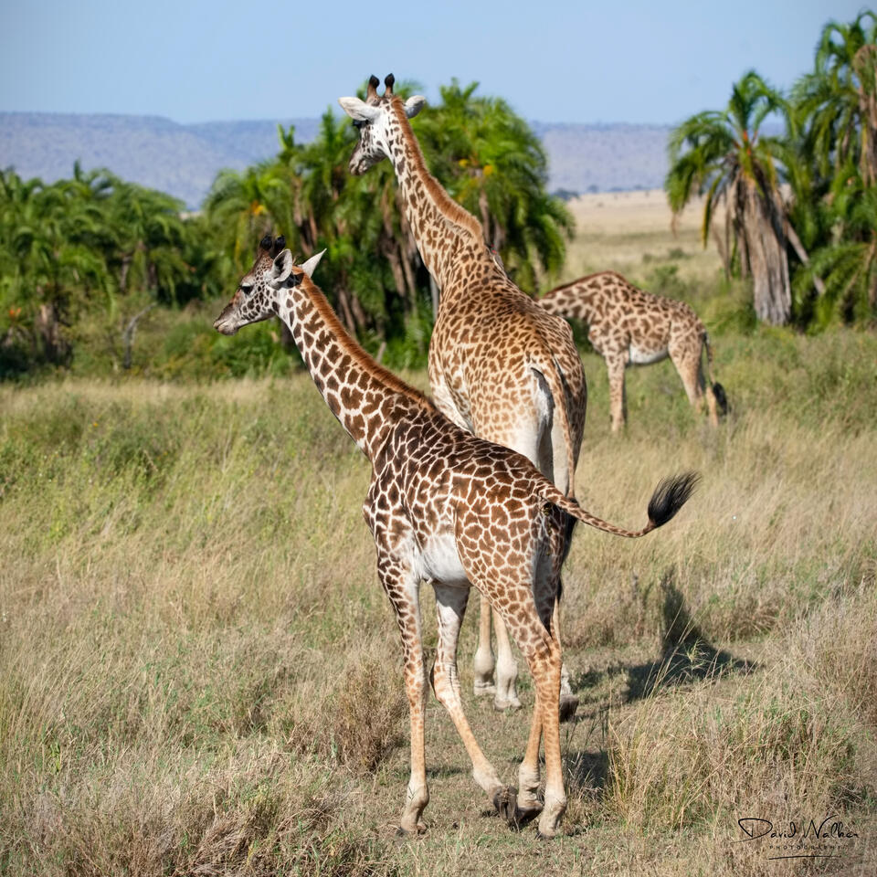 Giraffe, Western Corridor