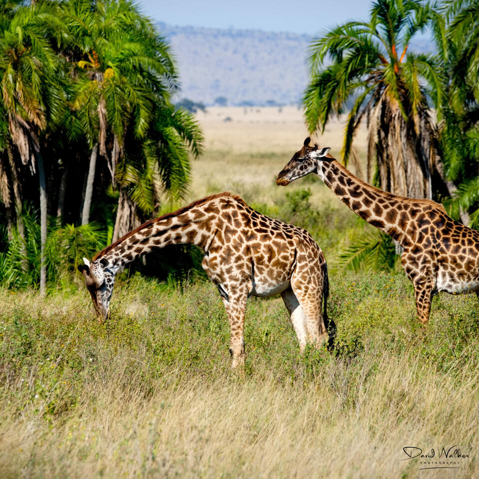 Giraffe, Western Corridor