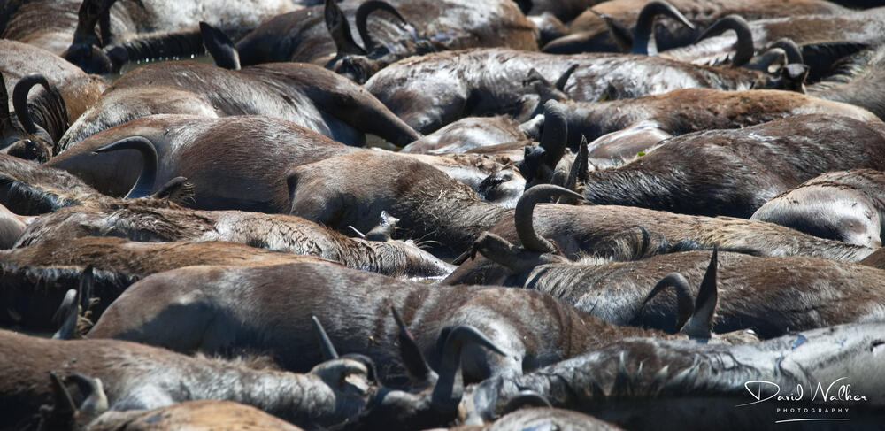 Wildebeest carcasses at the Grumeti River crossing, Western Corridor