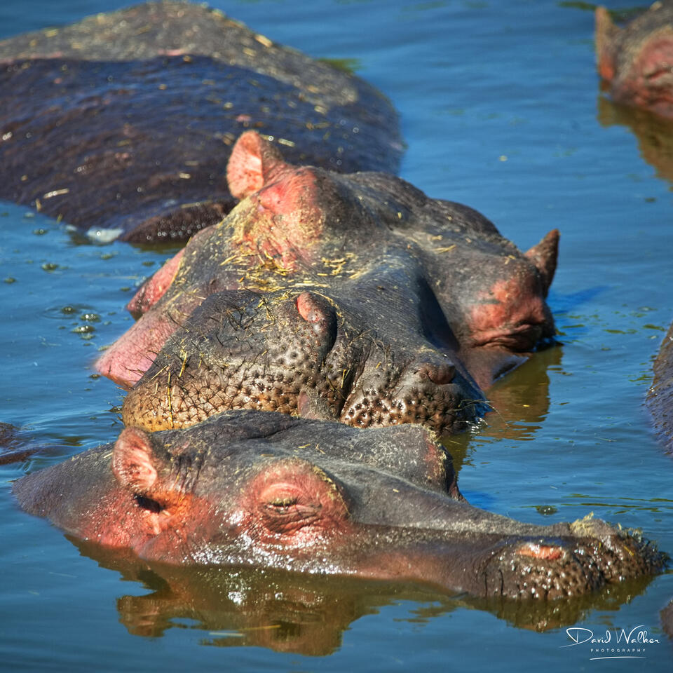 Hippopotamus (Hippopotamus amphibius), Western Corridor