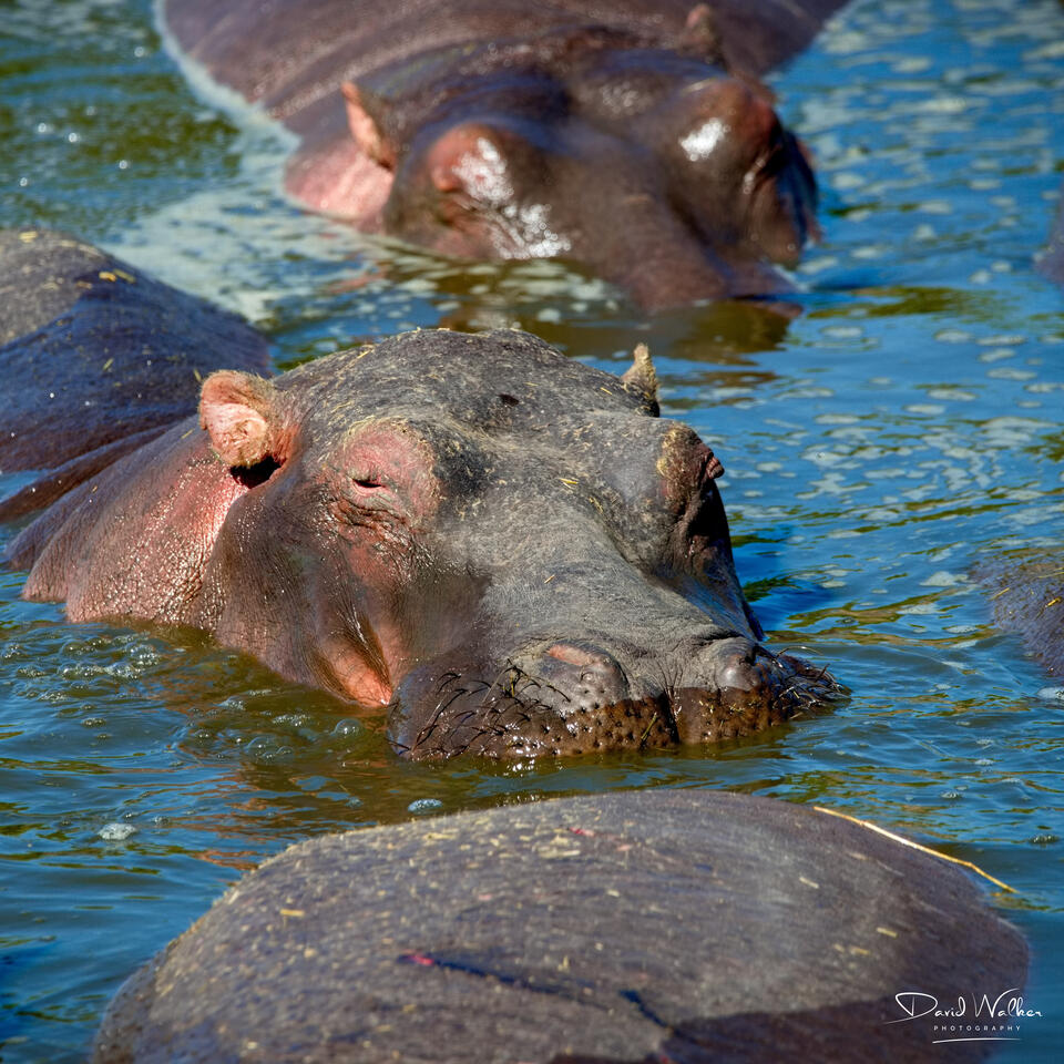 Hippopotamus (Hippopotamus amphibius), Western Corridor