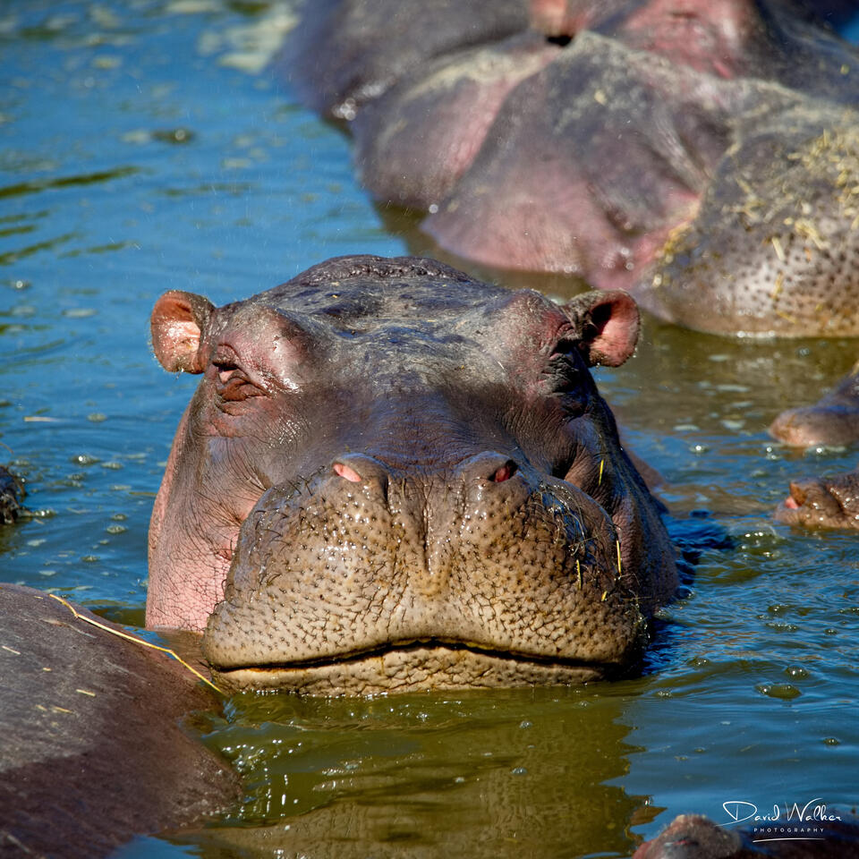 Hippopotamus (Hippopotamus amphibius), Western Corridor