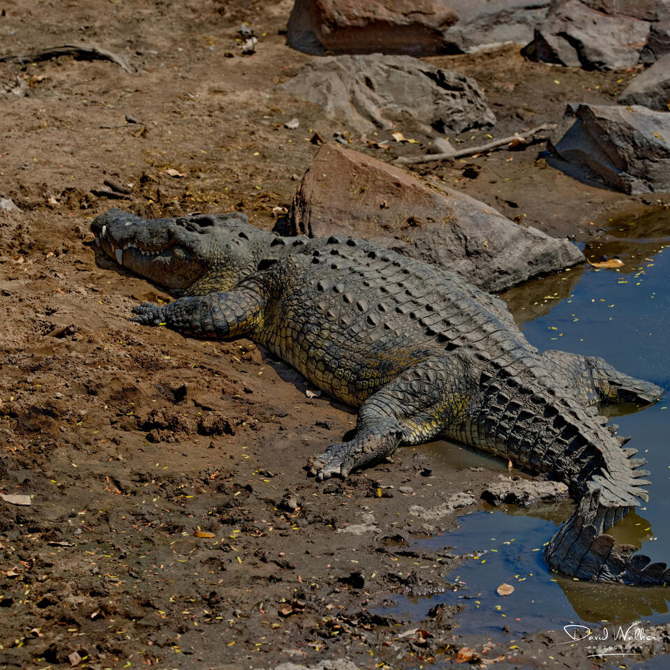 Nile Crocodile (Crocodylus niloticus) at the Grumeti River crossing, Western Corridor