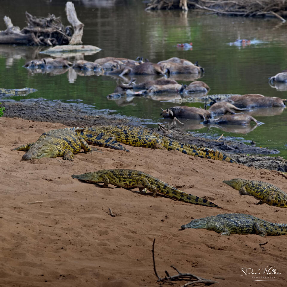Nile Crocodile (Crocodylus niloticus) at the Grumeti River crossing, Western Corridor