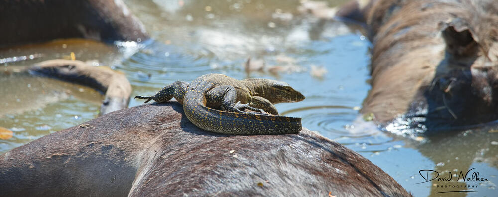 Wildebeest carcasses at the Grumeti River crossing, Western Corridor