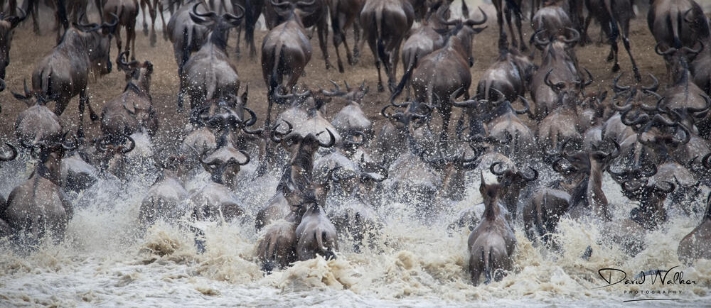 Wildebeest panicking themselves (there was no danger) at a waterhole, Western Corridor