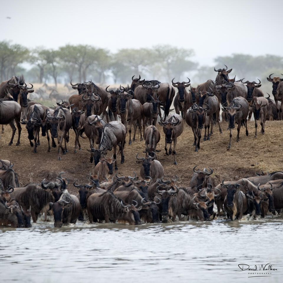 Wildebeest and zebra at a waterhole, Western Corridor