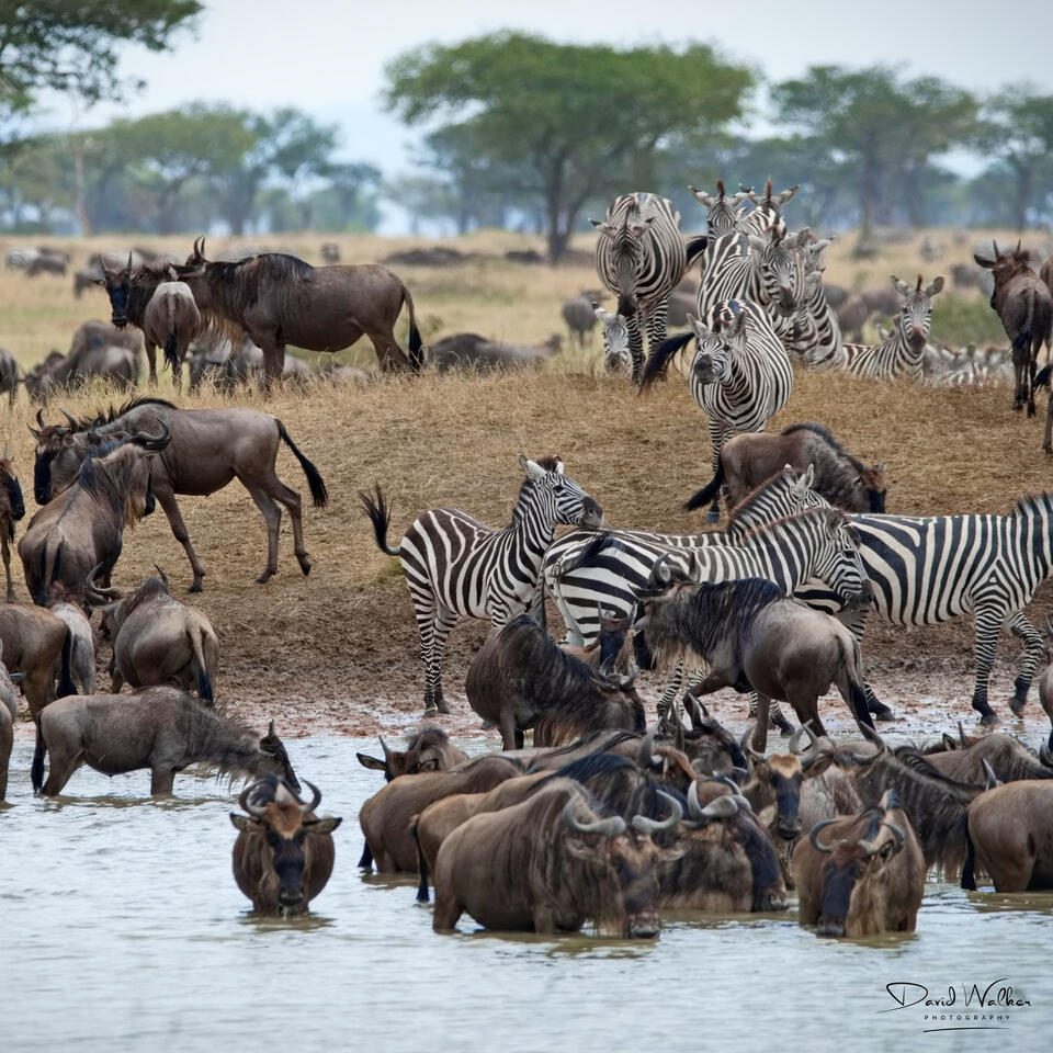 Wildebeest and zebra at a waterhole, Western Corridor