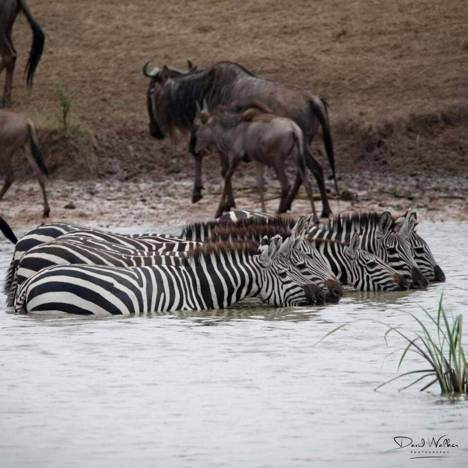 Wildebeest and zebra at a waterhole, Western Corridor