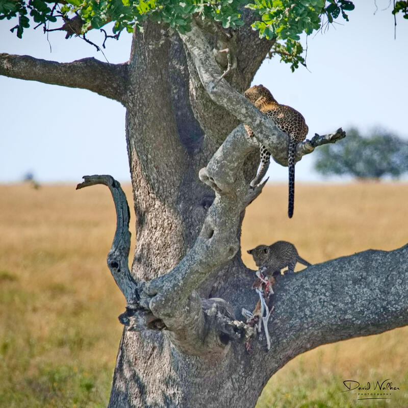 Leopard (Panthera pardus) with cub, Serengeti National Park