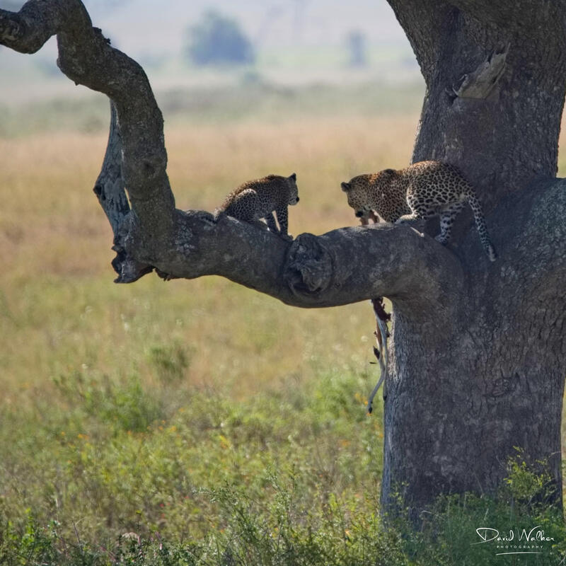 Leopard (Panthera pardus) with cub, Serengeti National Park