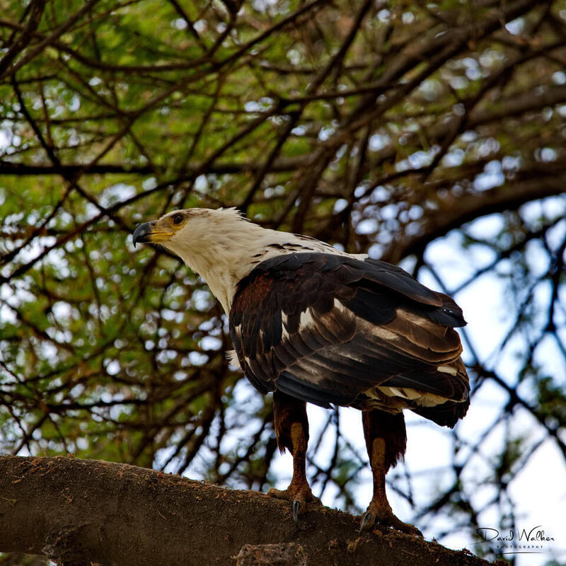 African Fish Eagle (Icthyophaga vocifer), Lake Manyara National Park