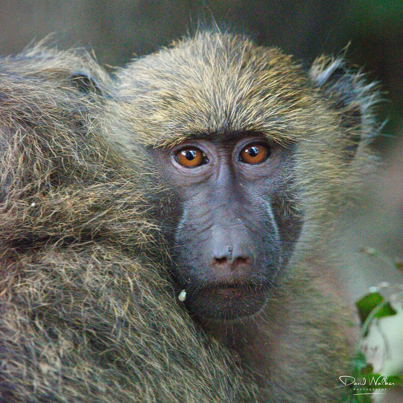 Baboon (Papio anubis), Lake Manyara National Park