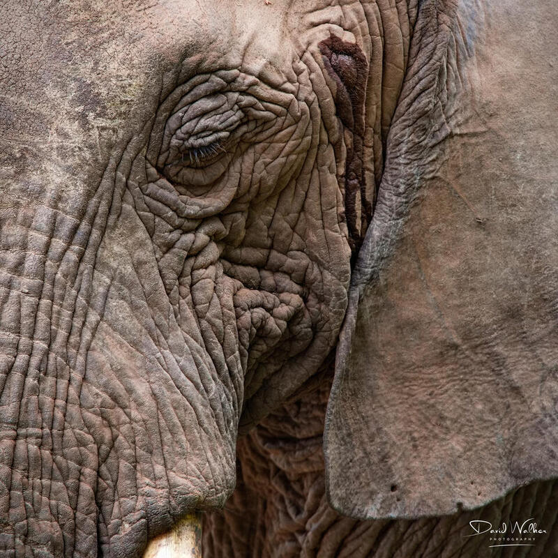 African Bush Elephant (Loxodonta africana), Lake Manyara National Park