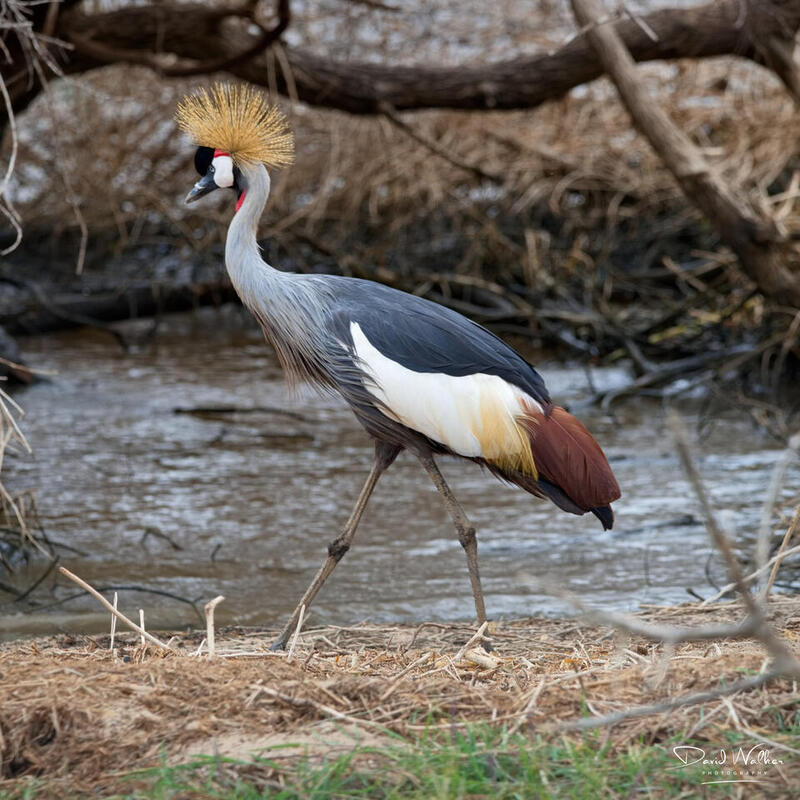Grey Crowned Crane (Balearica regulorum), Lake Manyara National Park