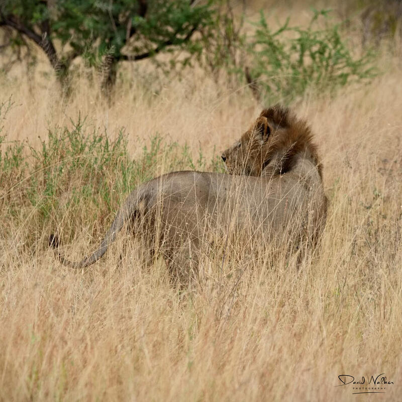 Lion (Panthera leo), Lake Manyara National Park