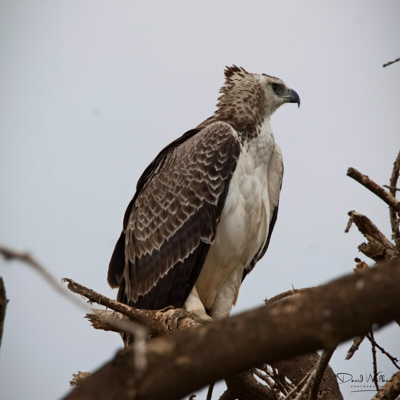 Martial Eagle (Polemaetus bellicosus), Lake Manyara National Park