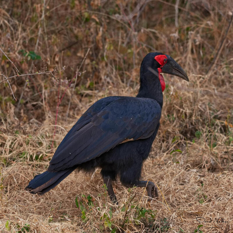 Southern Ground Hornbill (Bucorvus leadbeateri), Lake Manyara National Park