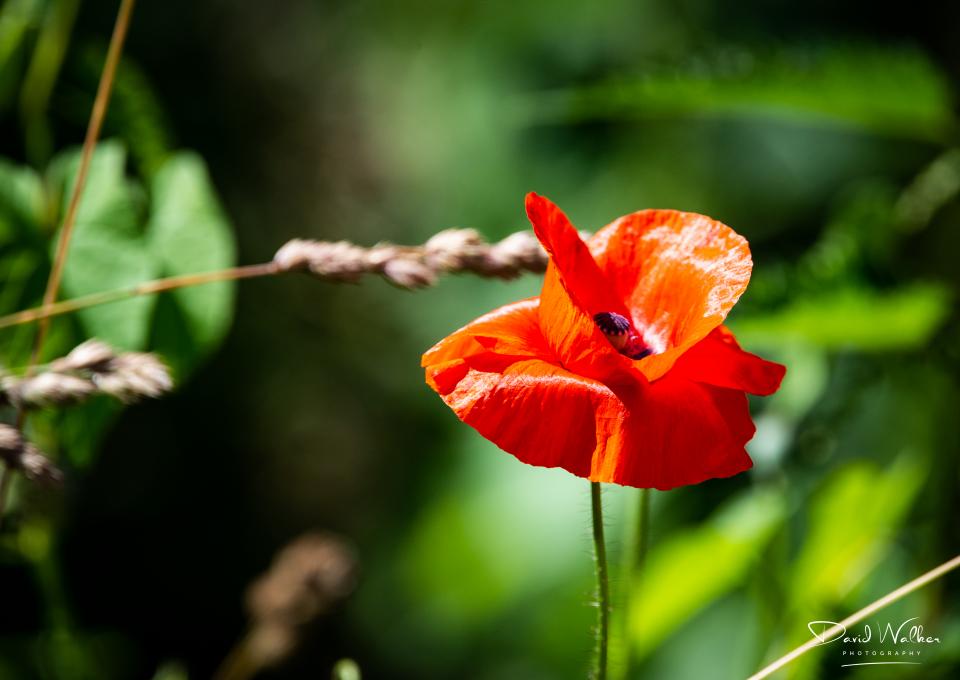 Common Poppy (Papaver rhoeas), Abingdon, UK