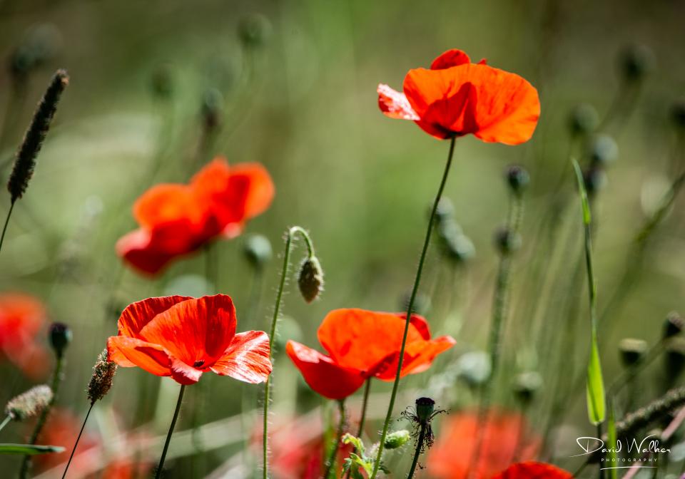 Common Poppy (Papaver rhoeas), Abingdon, UK