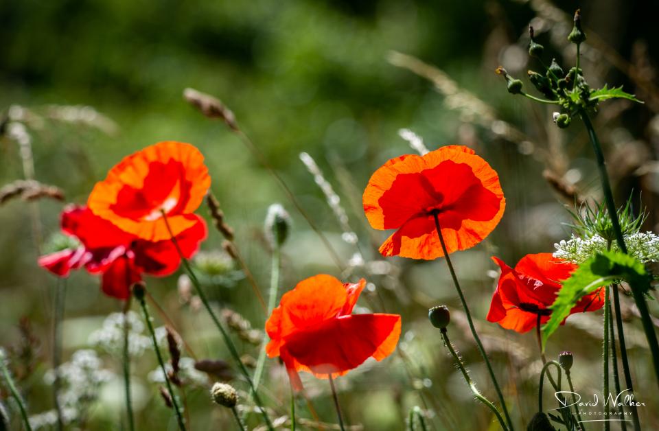 Common Poppy (Papaver rhoeas), Abingdon, UK