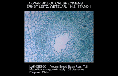 LAK-OBS-001.png – Young broad bean root, T.S.