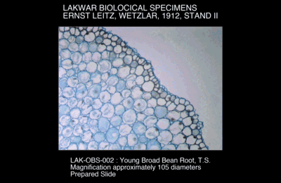 LAK-OBS-002.png – Young broad bean root, T.S.