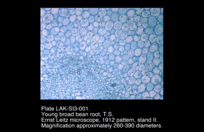 LAK-SI3-001.png – Young broad bean root, T.S.