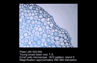 LAK-SI3-002.png – Young broad bean root, T.S.