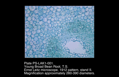 PS-LAK-001-001.png – Young broad bean root, T.S.