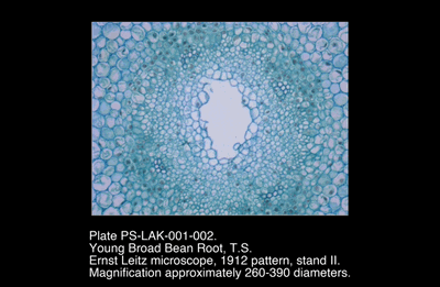 PS-LAK-001-002.png – Young broad bean root, T.S.