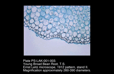 PS-LAK-001-003.png – Young broad bean root, T.S.