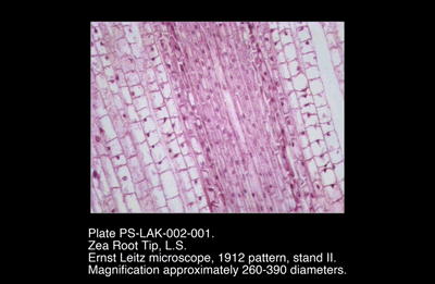 PS-LAK-002-001.png – Zea Root Tip, L.S.
