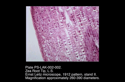 PS-LAK-002-002.png – Zea Root Tip, L.S.
