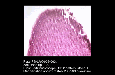 PS-LAK-002-003.png – Zea Root Tip, L.S.