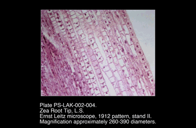 PS-LAK-002-004.png – Zea Root Tip, L.S.