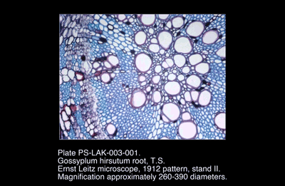 PS-LAK-003-001.png – Gossyplum hirsutum root, T.S.