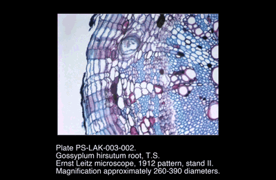 PS-LAK-003-002.png – Gossyplum hirsutum root, T.S.