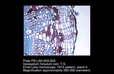 PS-LAK-003-003.png – Gossyplum hirsutum root, T.S.