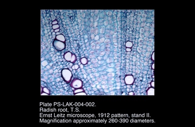 PS-LAK-004-002.png – Radish root, T.S.