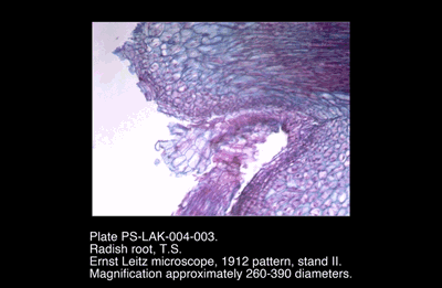 PS-LAK-004-003.png – Radish root, T.S.