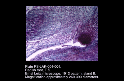 PS-LAK-004-004.png – Radish root, T.S.